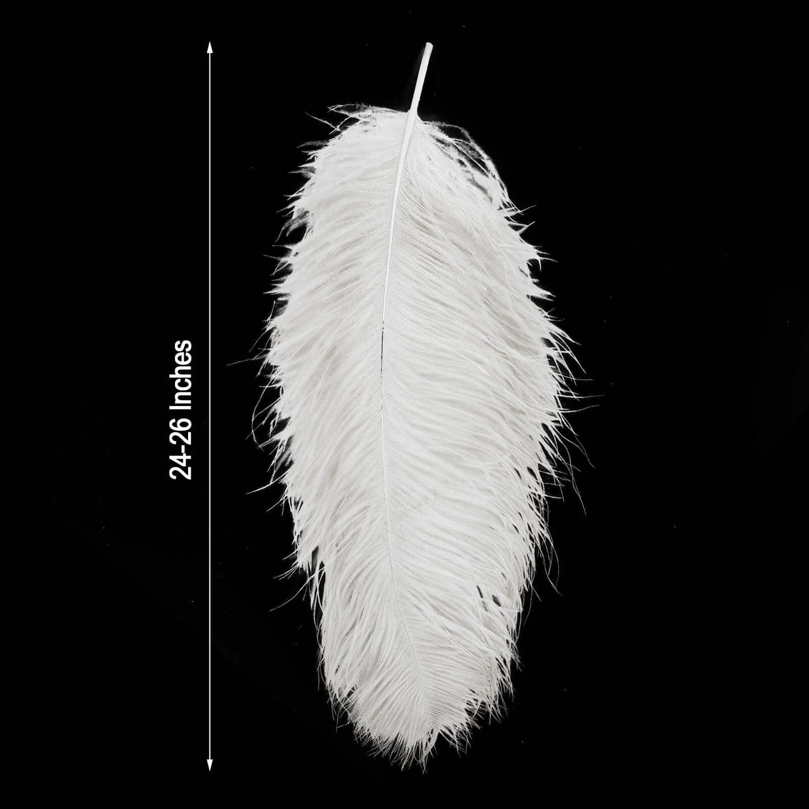 12-Piece Set of White Natural Ostrich Plume Feathers for Centerpiece, 24 - 26 Inches