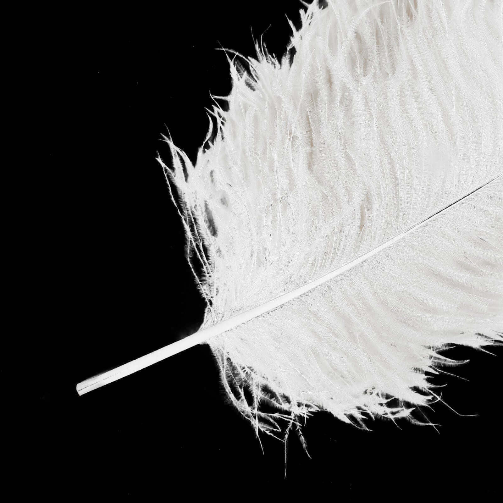 12-Piece Set of White Natural Ostrich Plume Feathers for Centerpiece, 24 - 26 Inches