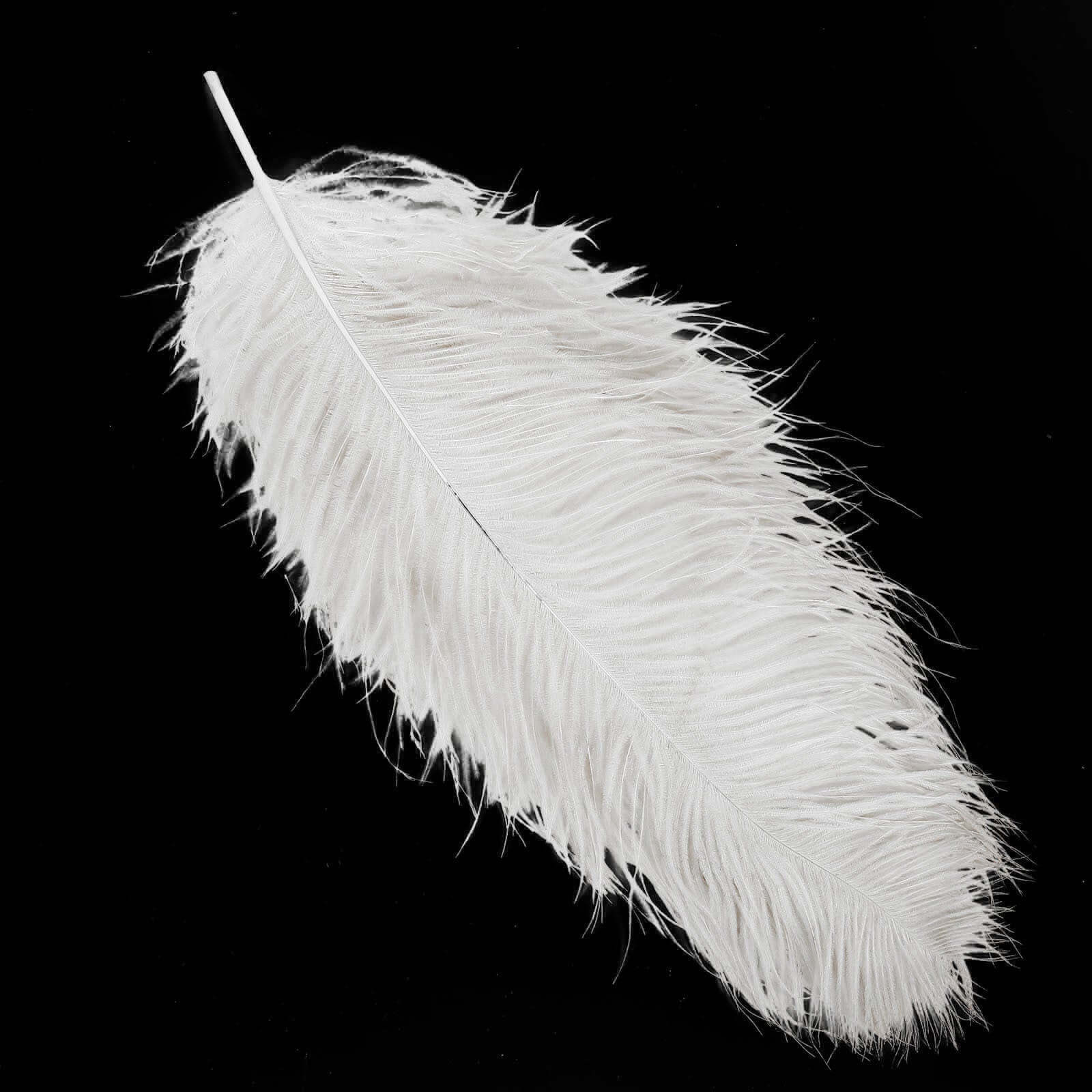 12-Piece Set of White Natural Ostrich Plume Feathers for Centerpiece, 24 - 26 Inches