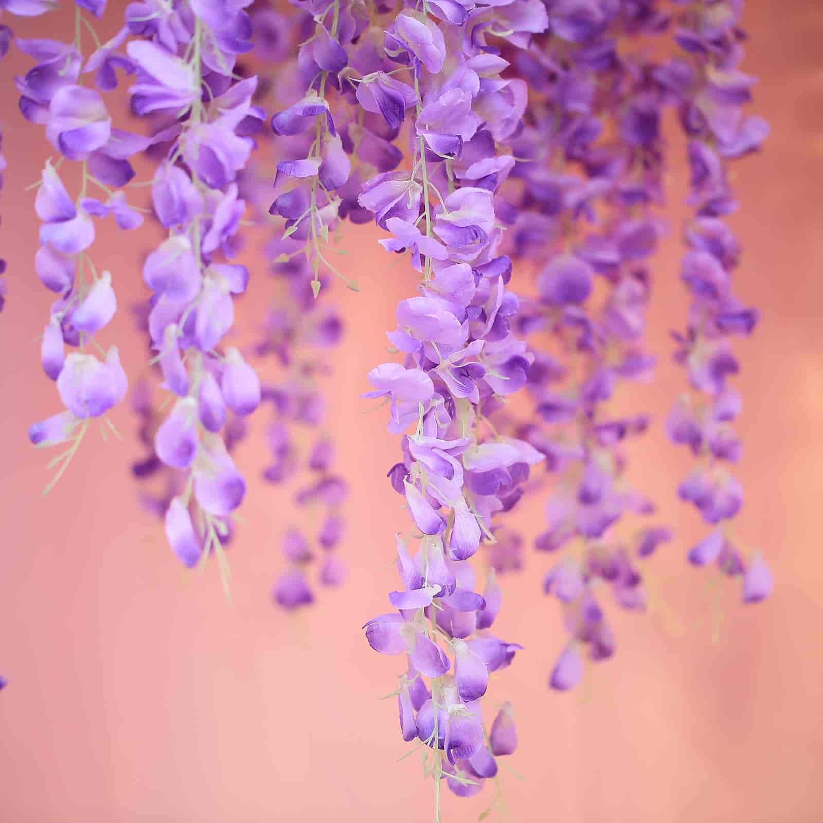 Stunning 42' Silk Lavender Lilac Wisteria Garland - 5 Strands